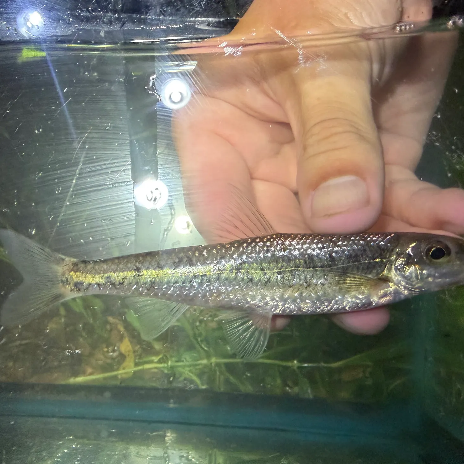 Gravel chub caught on Fishbrain