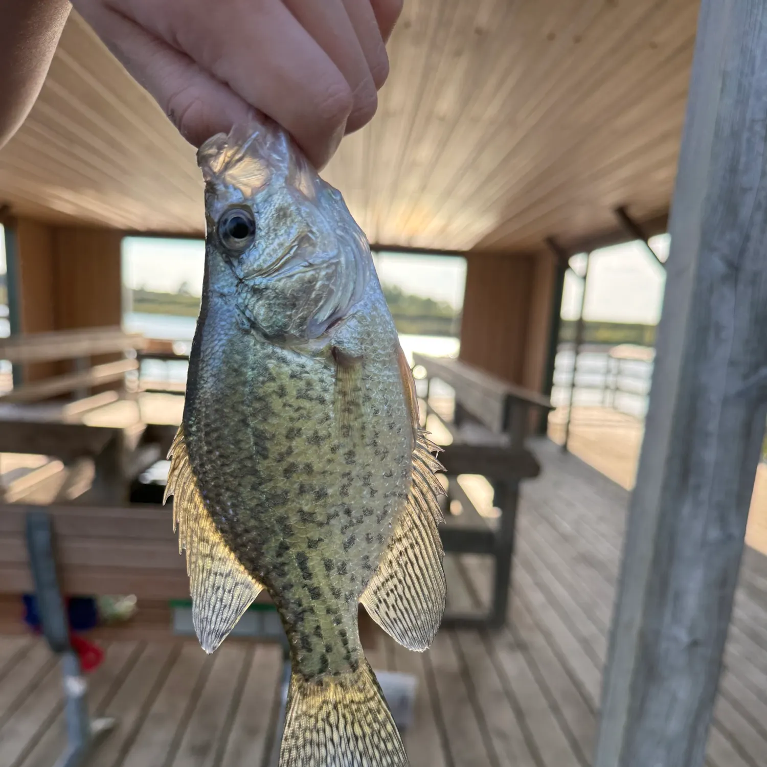 Black crappie caught on Fishbrain