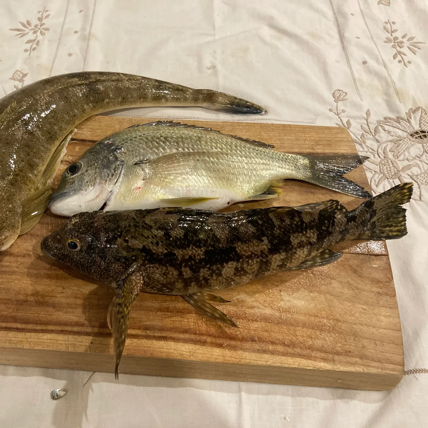 recently logged catches