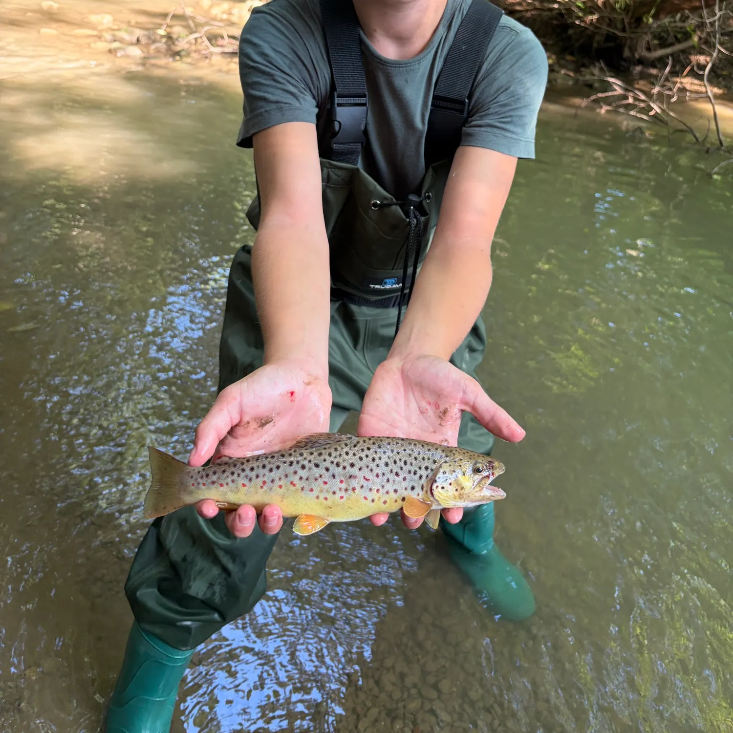 Brown trout caught on Fishbrain