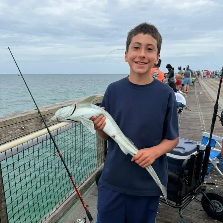 The most recent Live sharksucker catches on Fishbrain