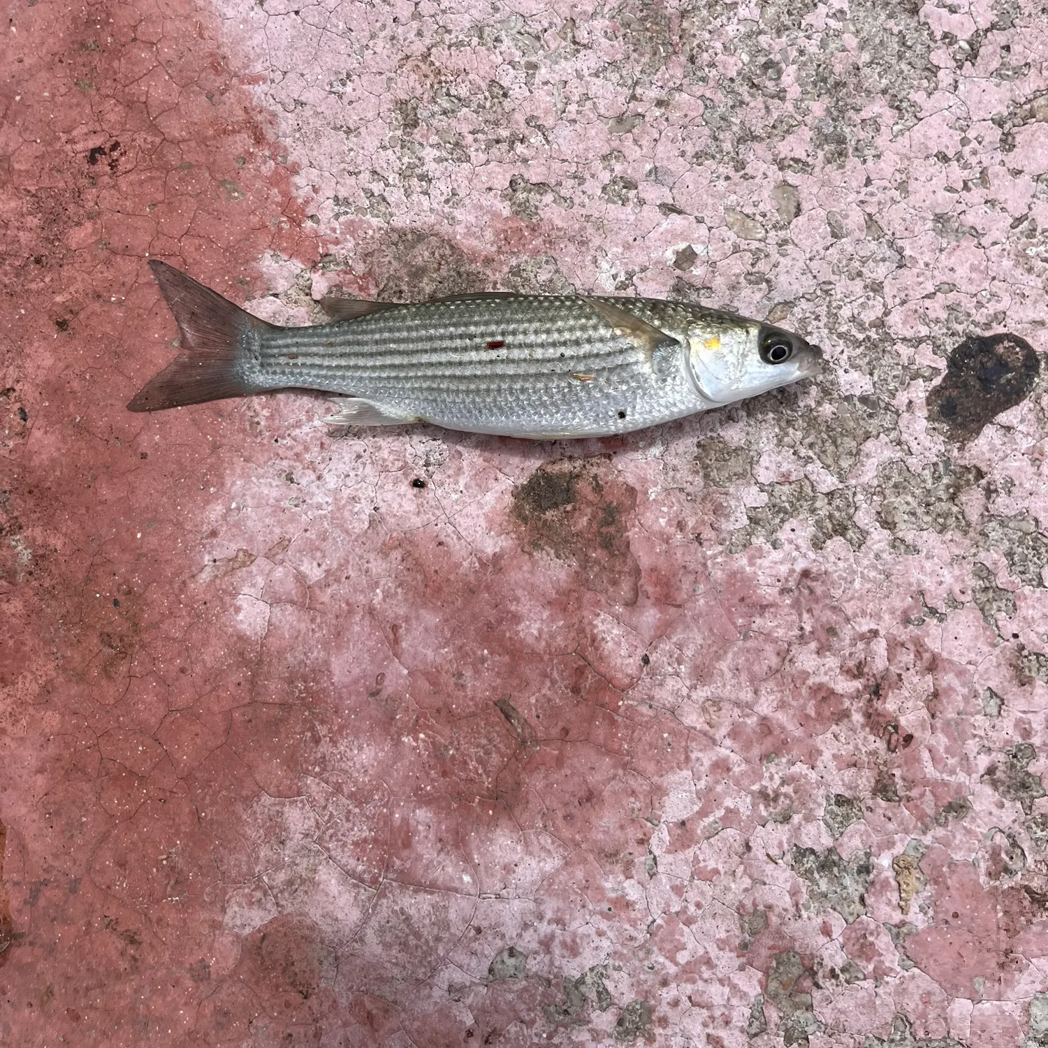 The most recent Striped mullet catches on Fishbrain