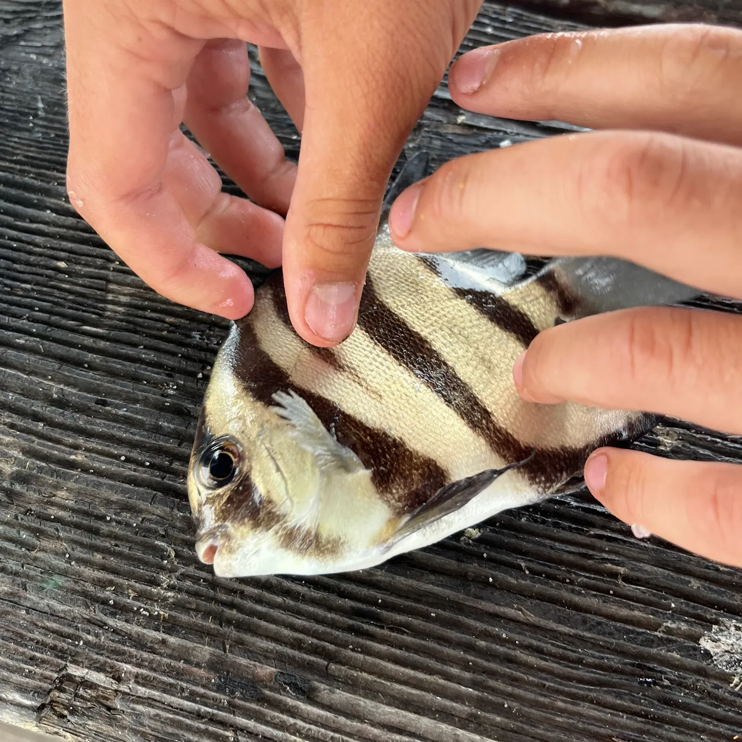 The most recent Atlantic spadefish catches on Fishbrain