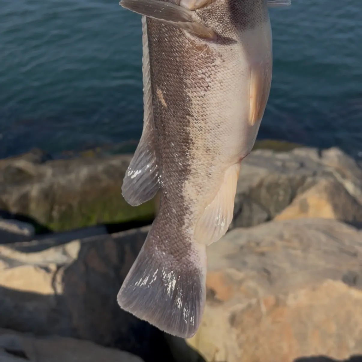 The most recent Tautog catches on Fishbrain