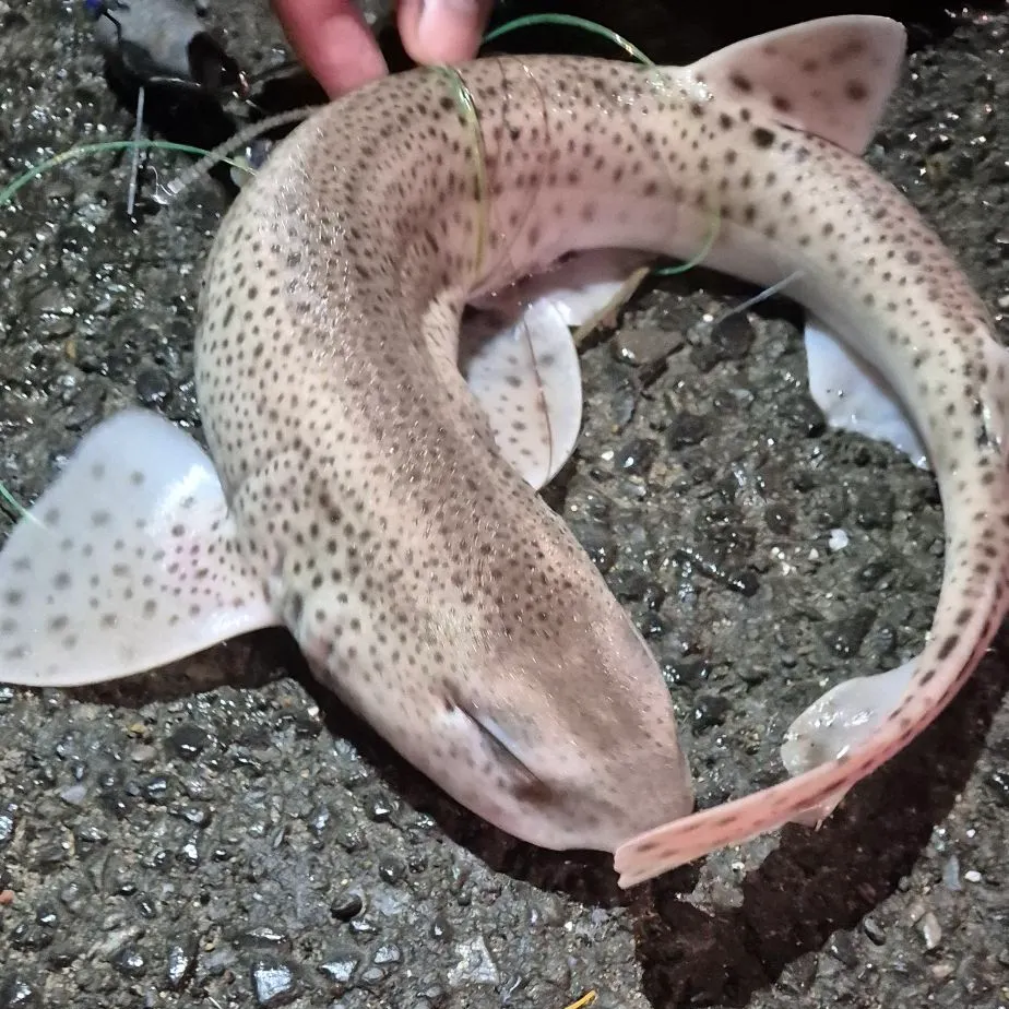 The most recent Lesser spotted dogfish catches on Fishbrain