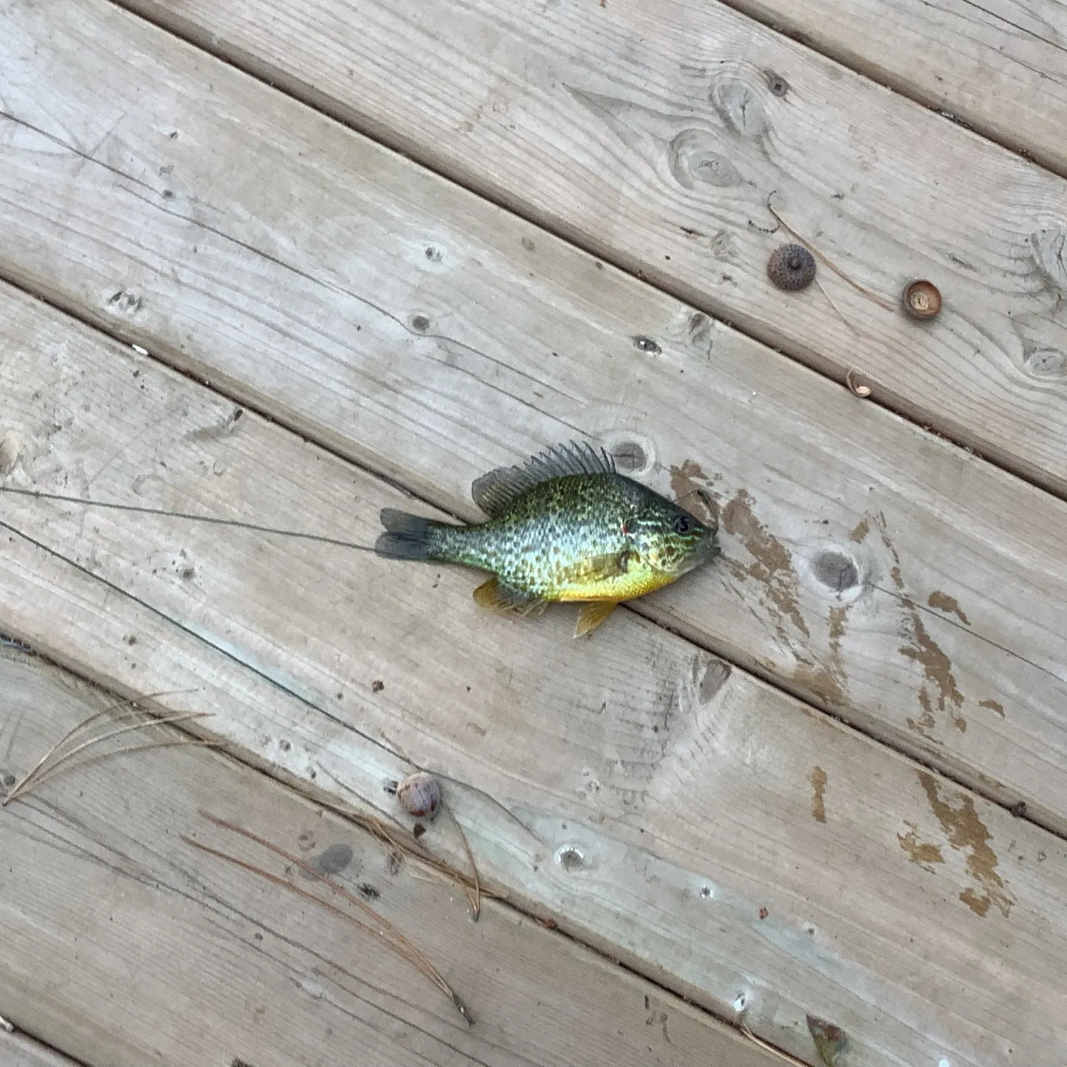 Pumpkinseed caught on Fishbrain