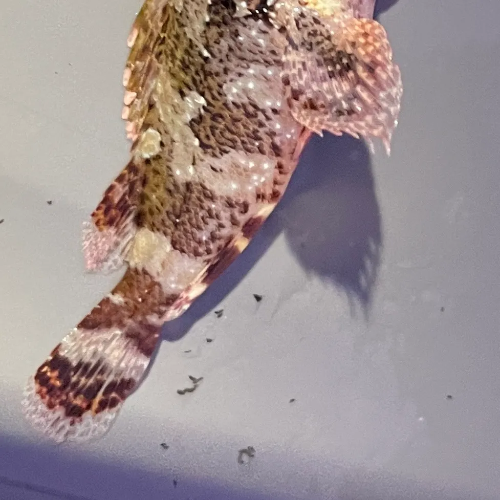 The most recent Madeira rockfish catches on Fishbrain