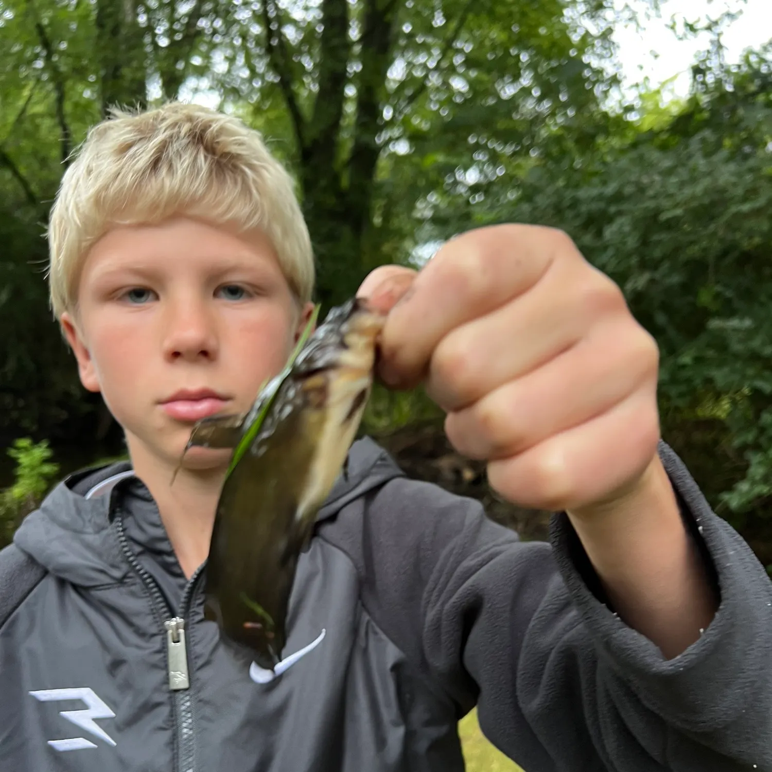 Yellow bullhead caught on Fishbrain