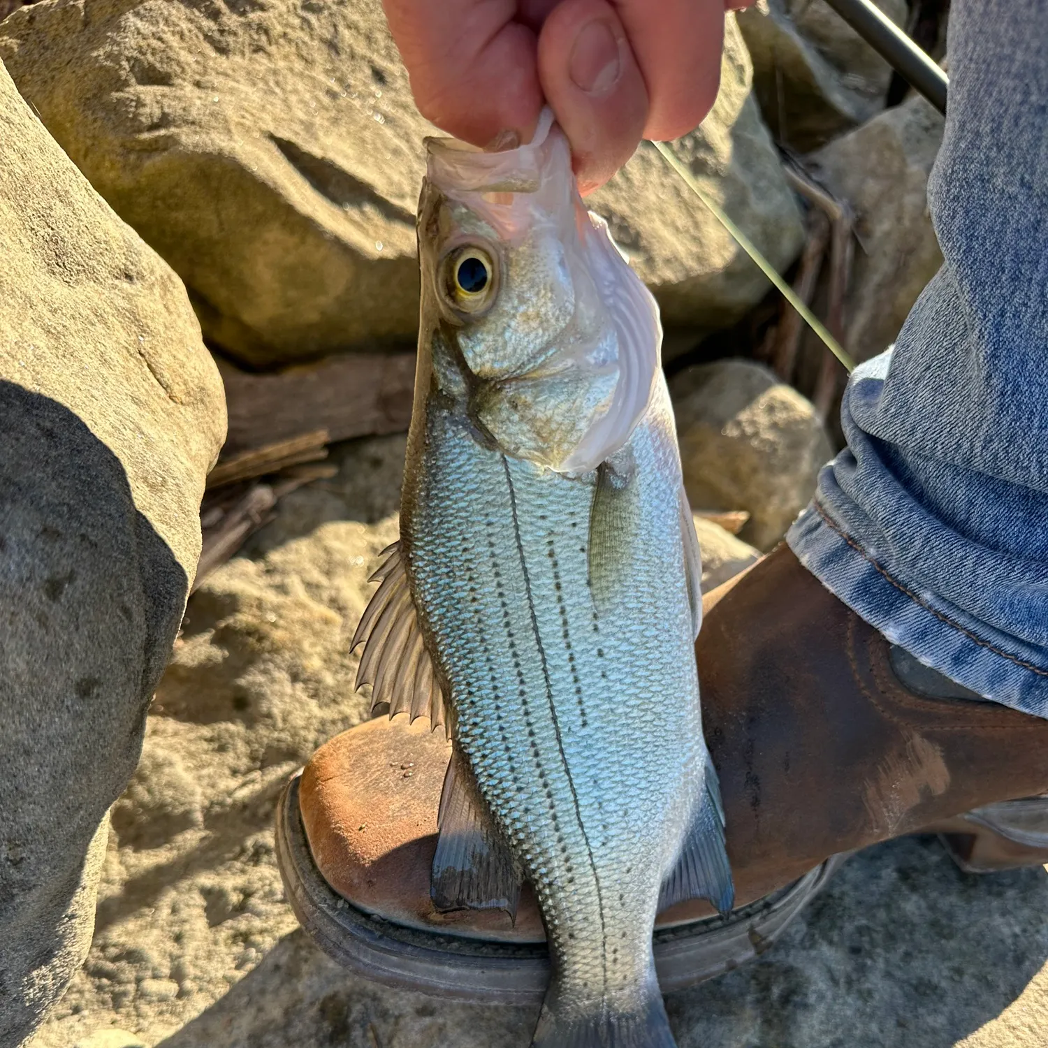 White bass caught on Fishbrain