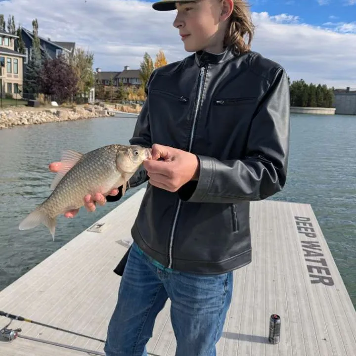 The most recent Prussian carp catches on Fishbrain