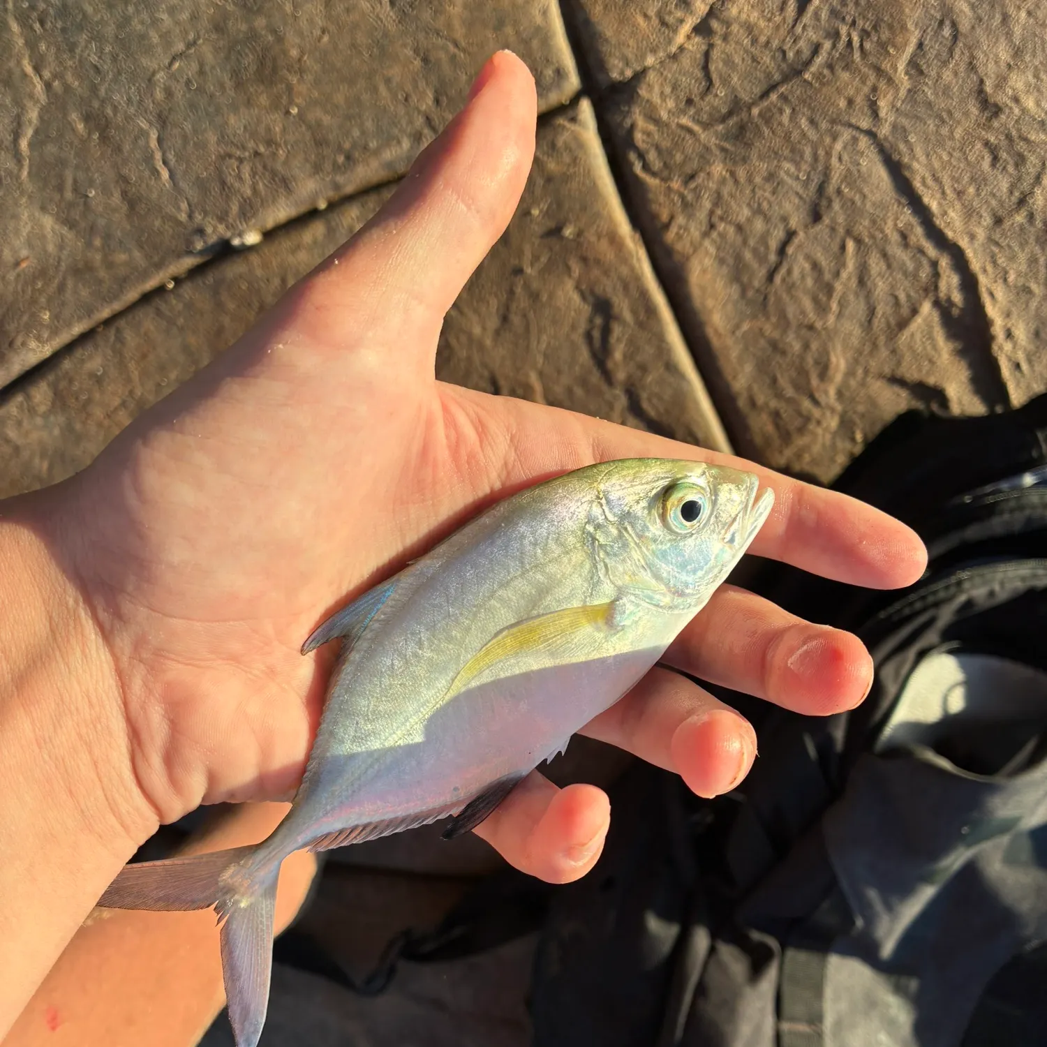 The most recent Bluefin trevally catches on Fishbrain