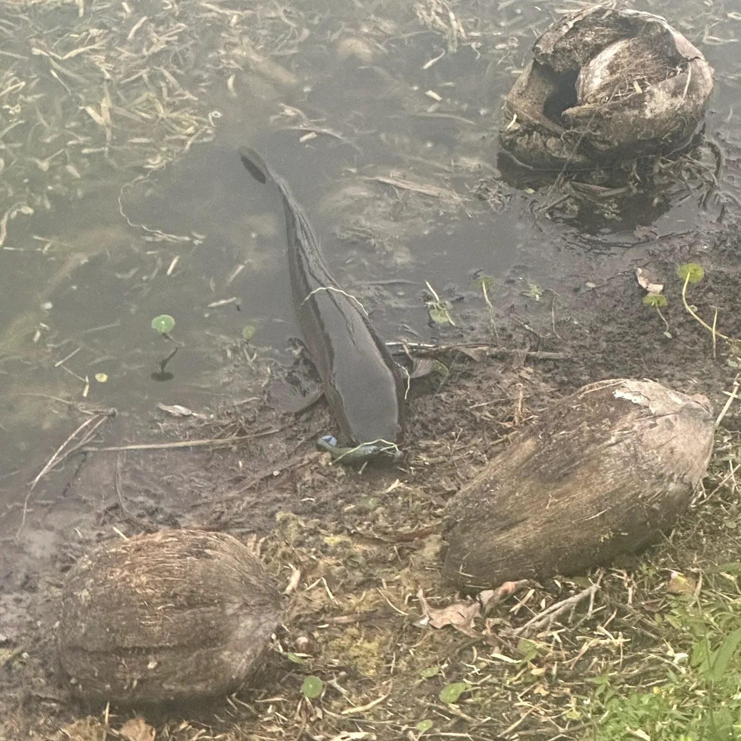 The most recent Bullseye snakehead catches on Fishbrain