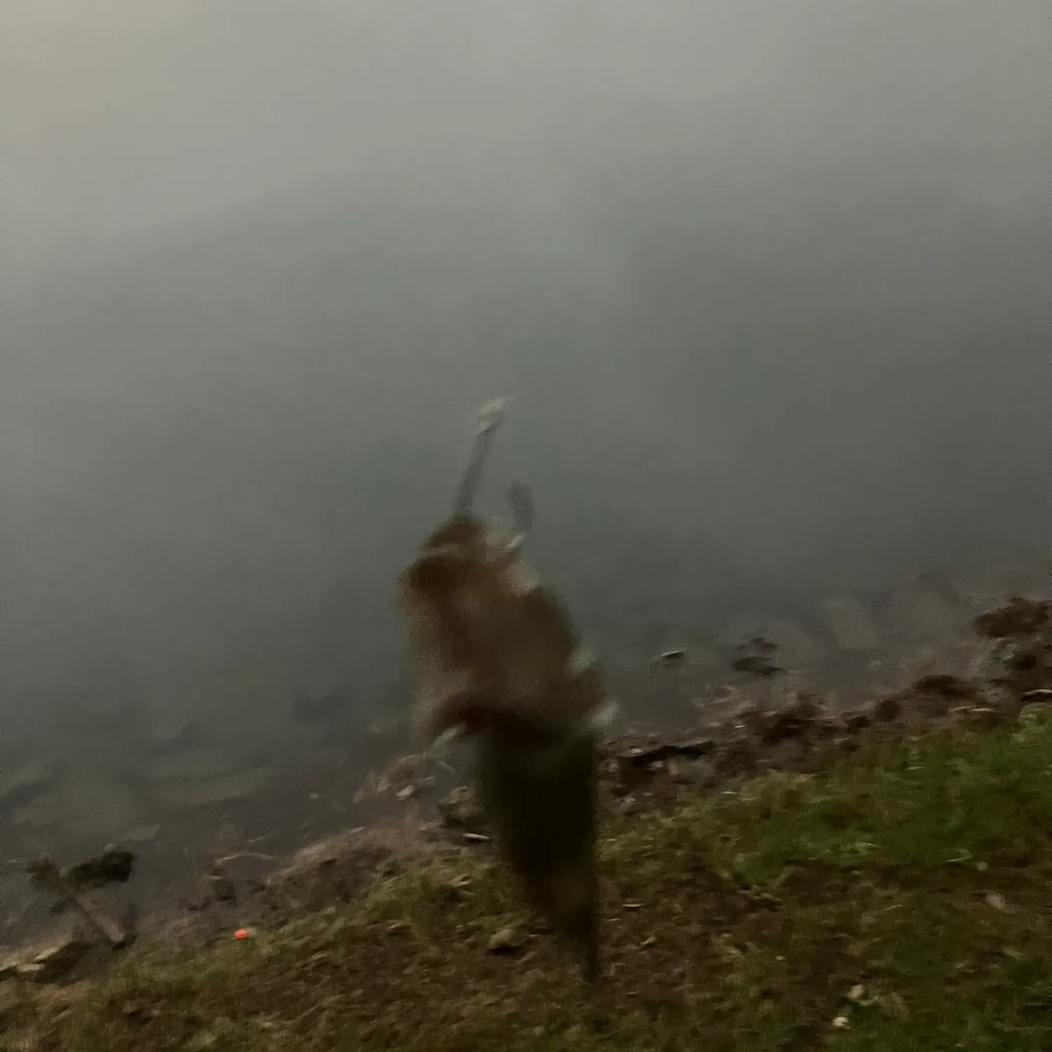 Fish caught on Fishbrain
