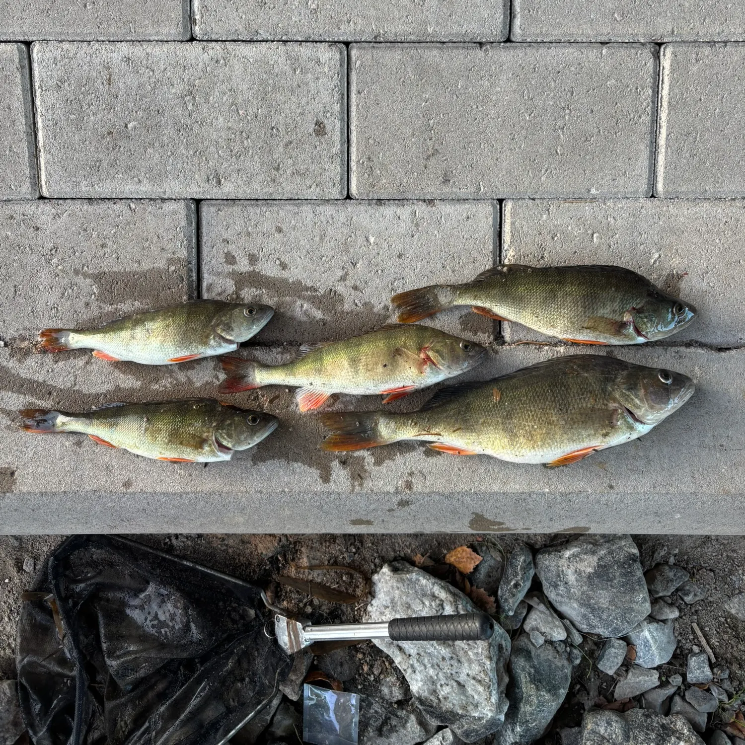 European perch caught on Fishbrain