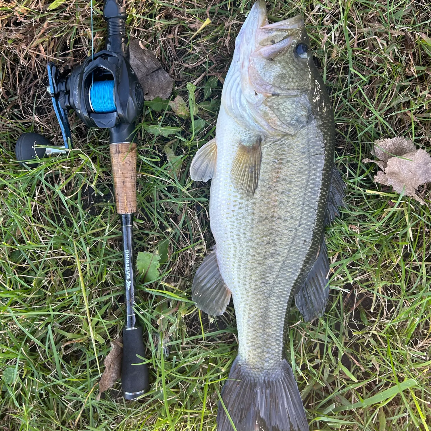 Largemouth bass caught on Fishbrain