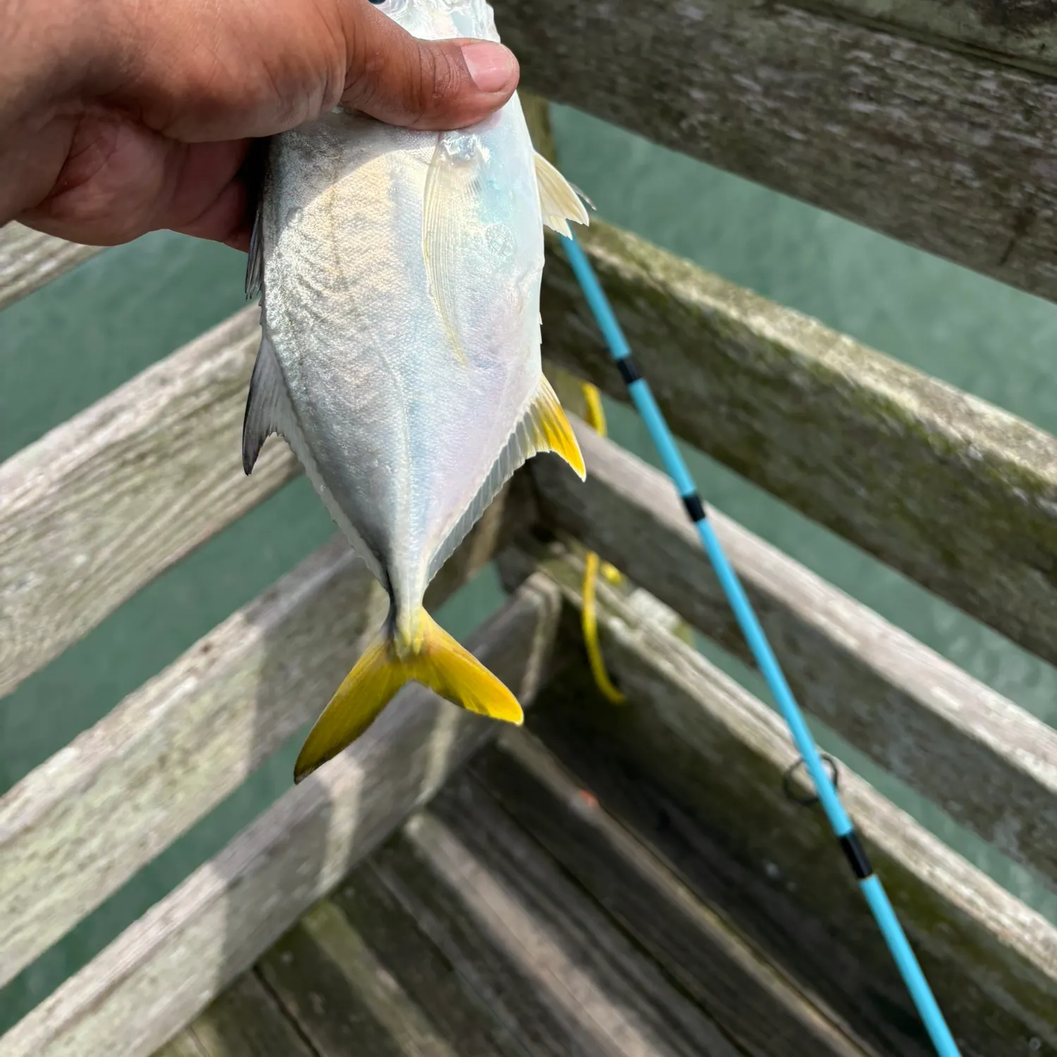 Crevalle jack caught on Fishbrain