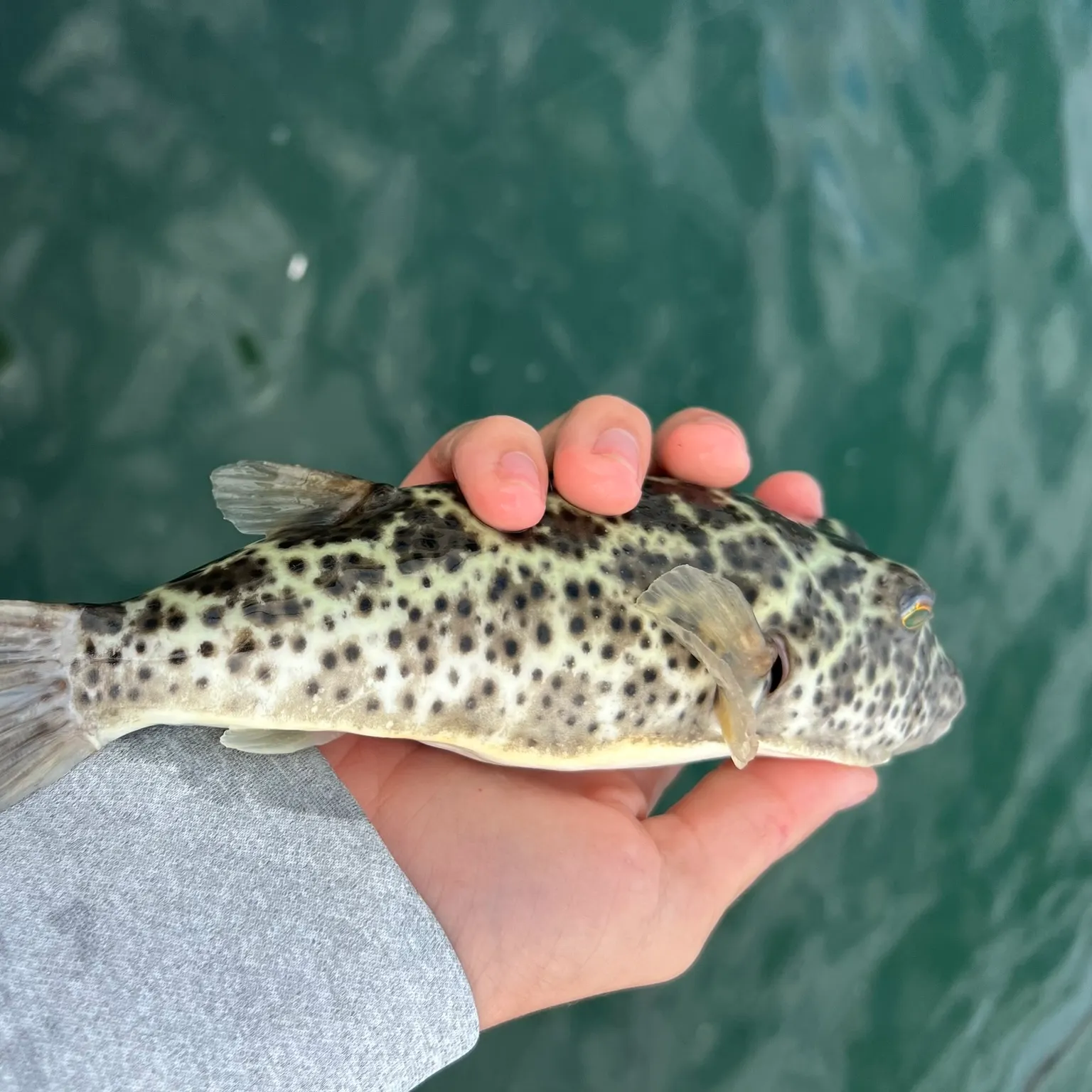 The most recent Checkered puffer catches on Fishbrain