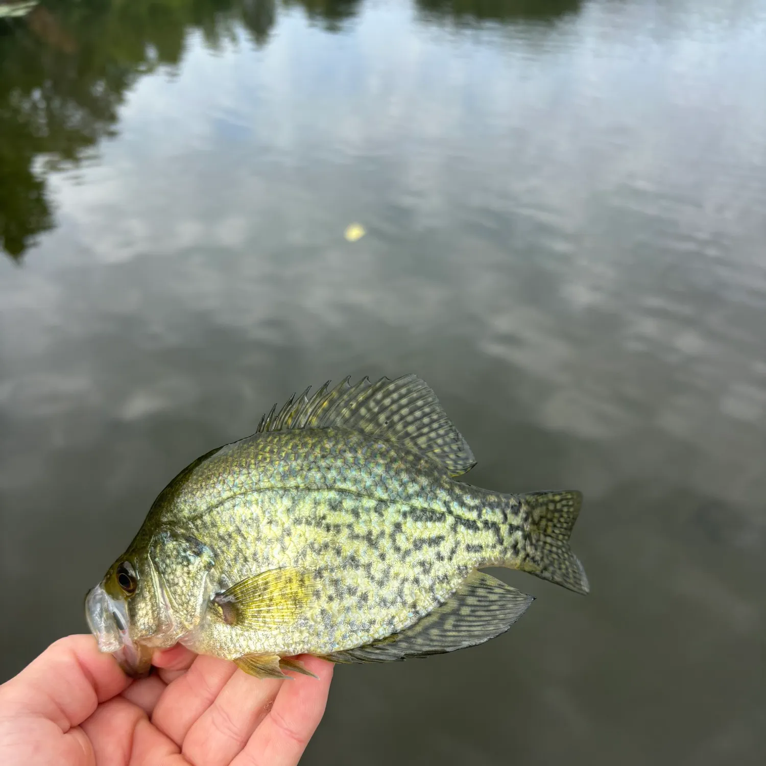 Black crappie caught on Fishbrain