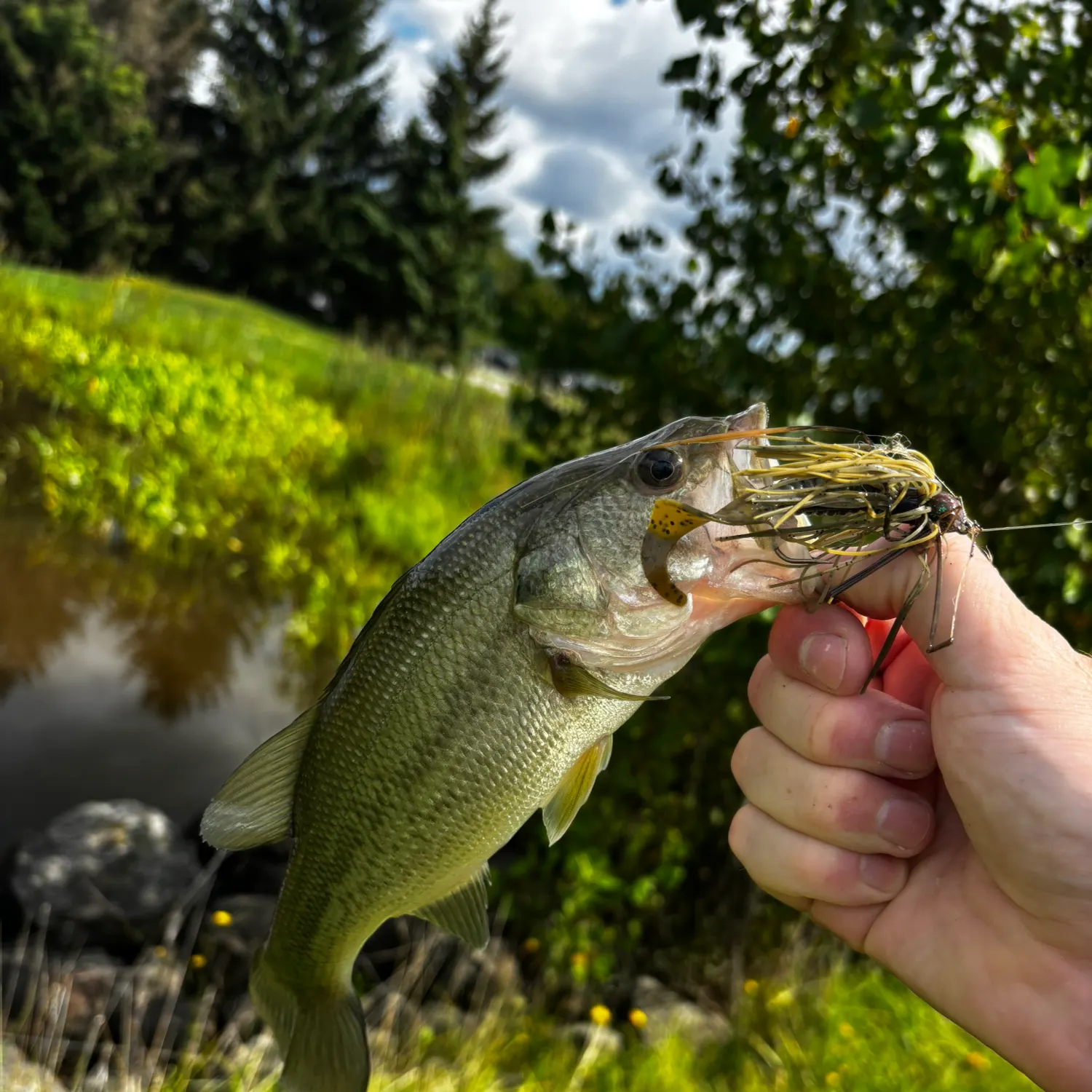 Largemouth bass caught on Fishbrain
