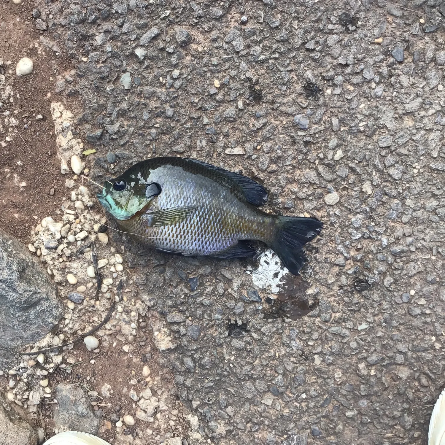 Bluegill caught on Fishbrain