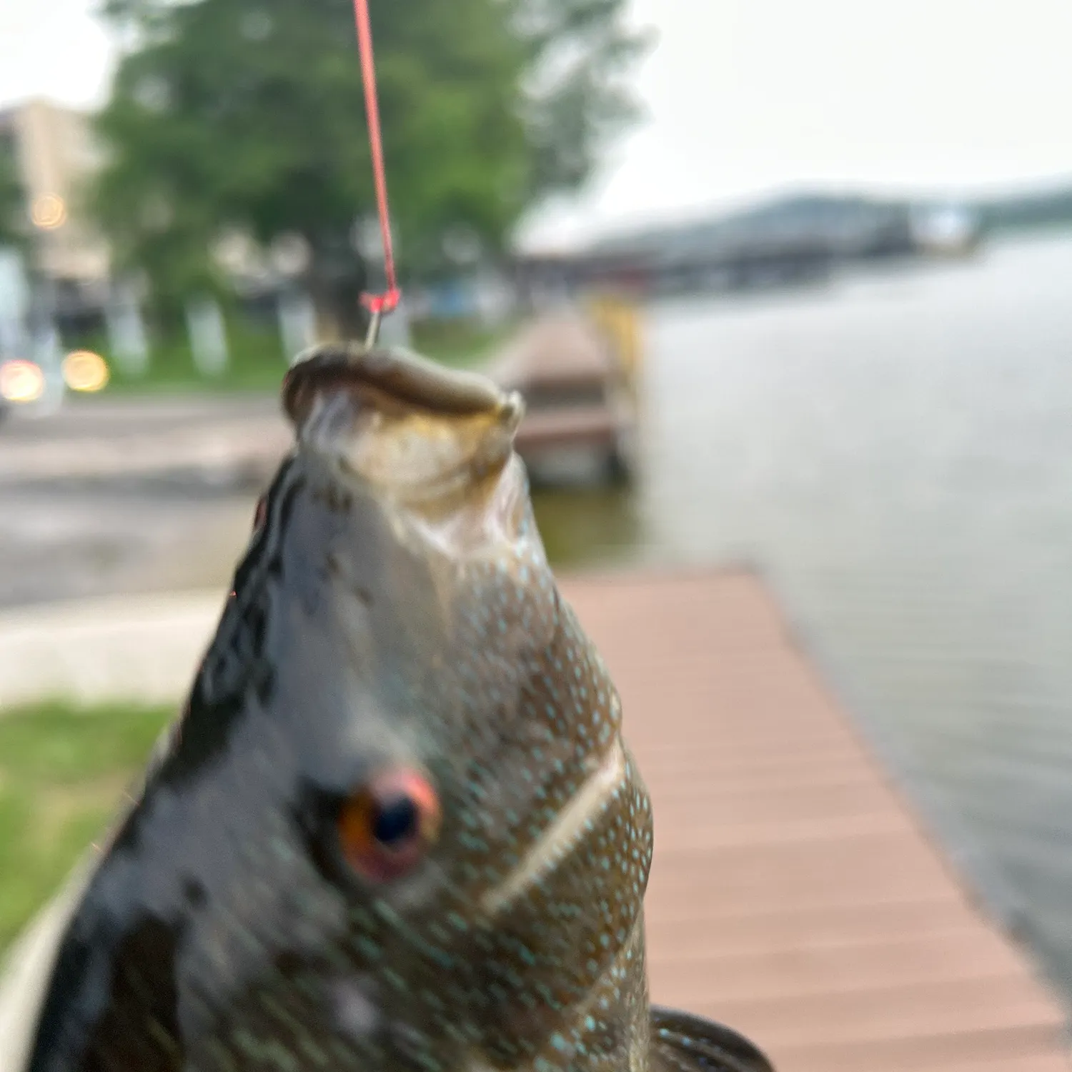 The most recent Jaguar cichlid catches on Fishbrain