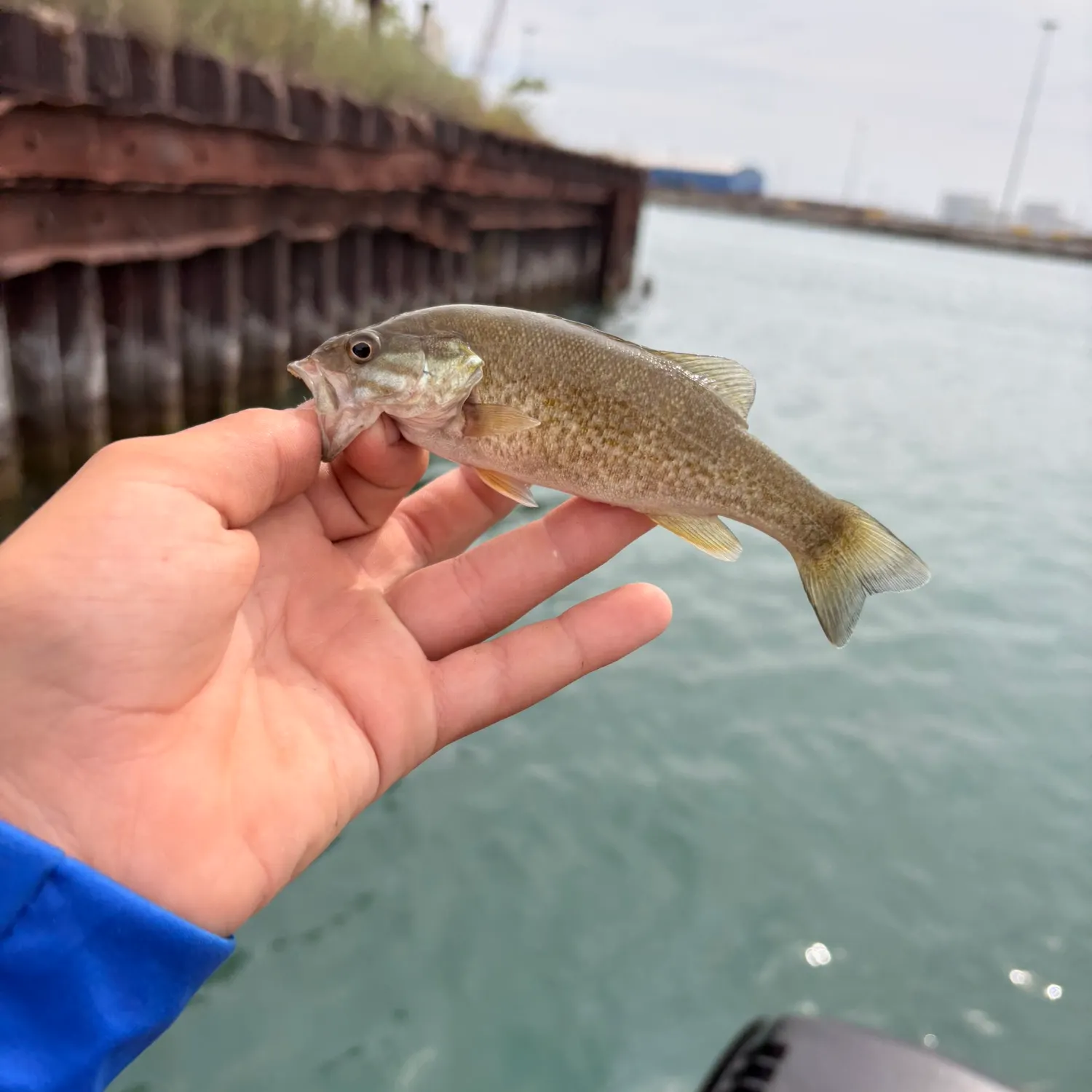 Smallmouth bass caught on Fishbrain