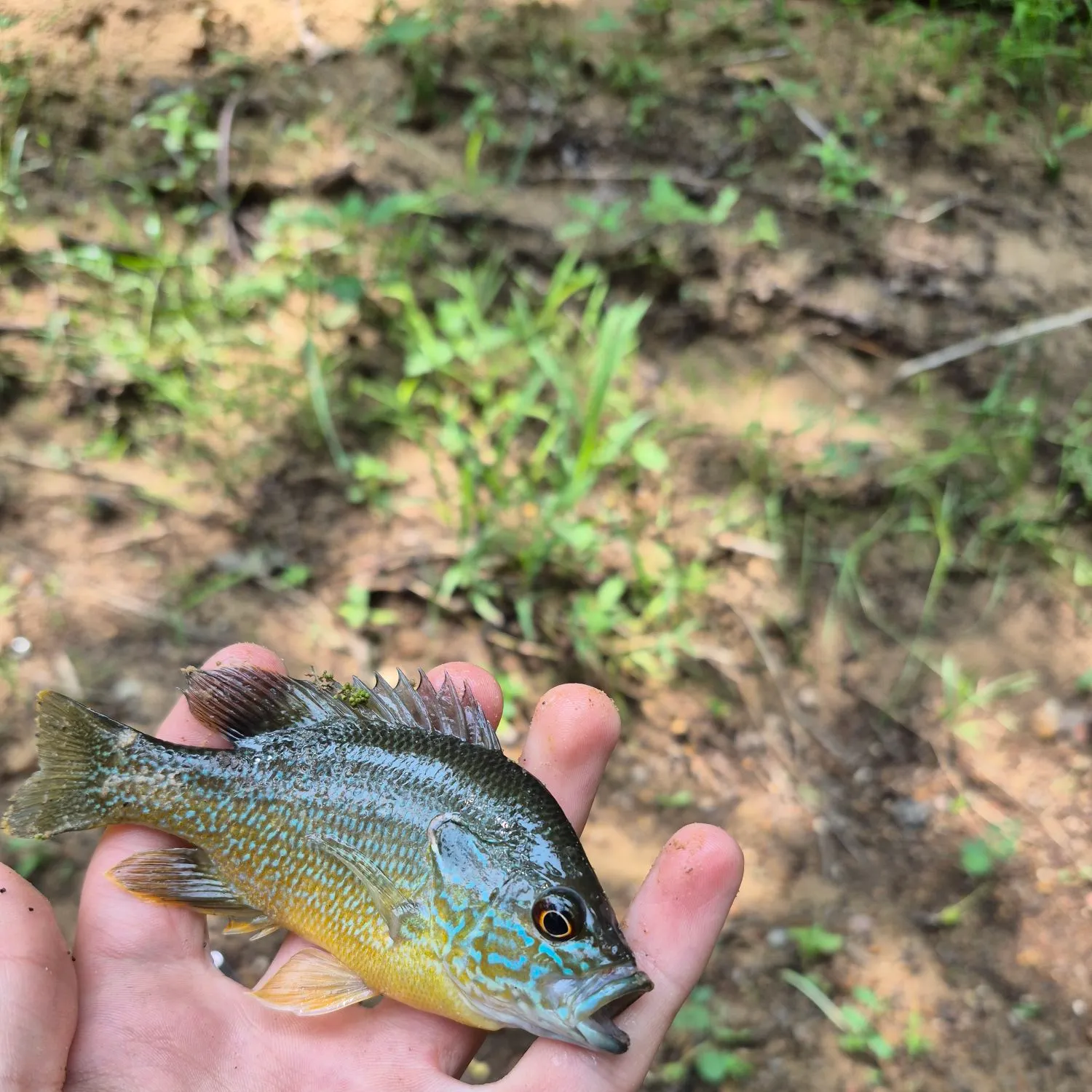 The most recent Longear x green sunfish catches on Fishbrain