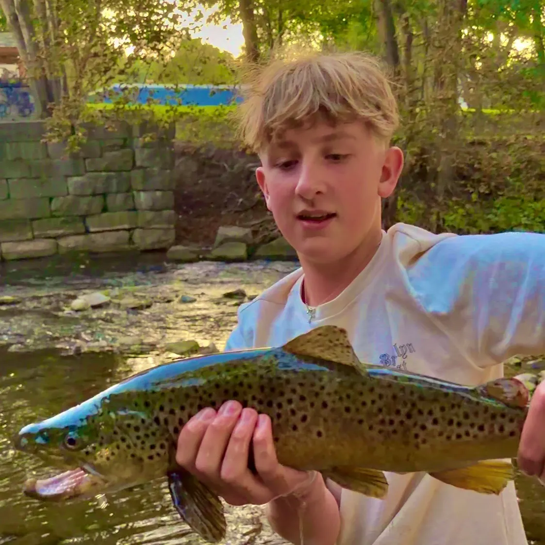 Brown trout caught on Fishbrain