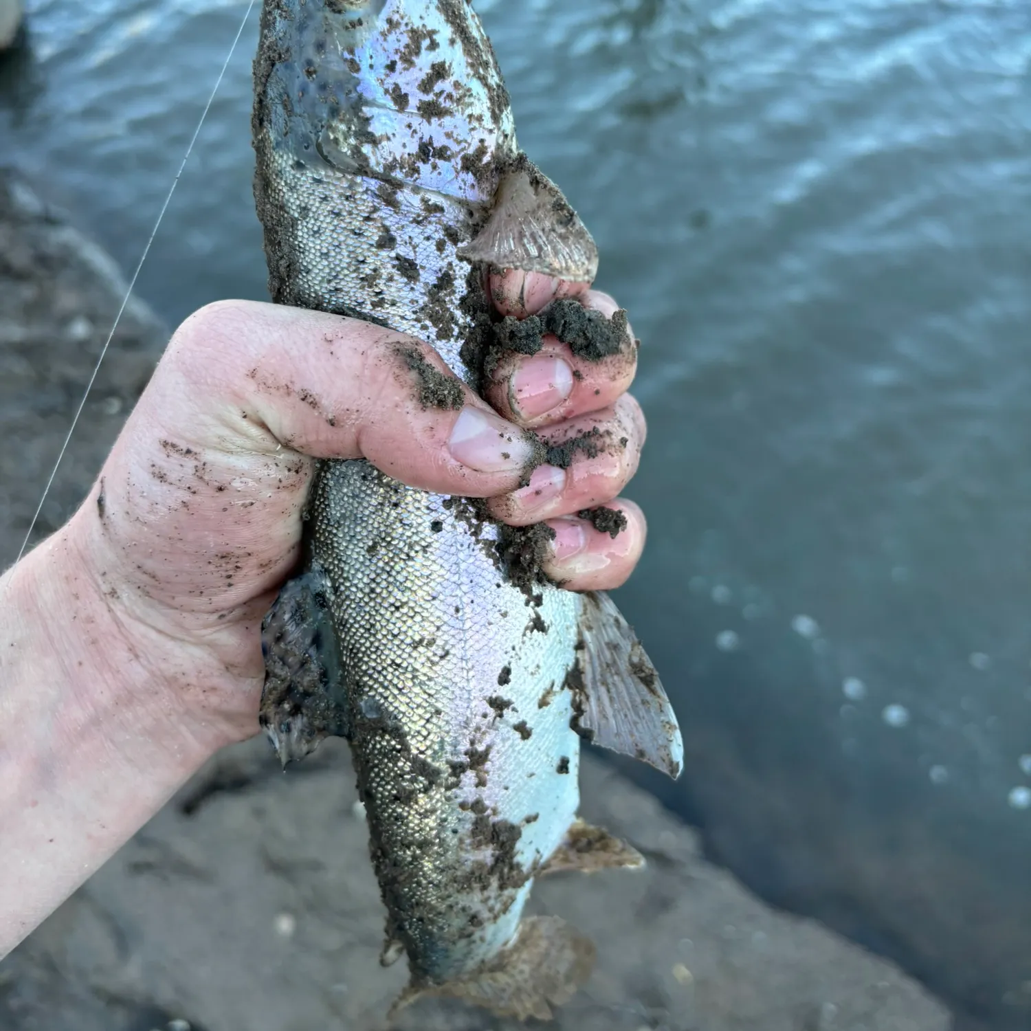 Rainbow trout caught on Fishbrain