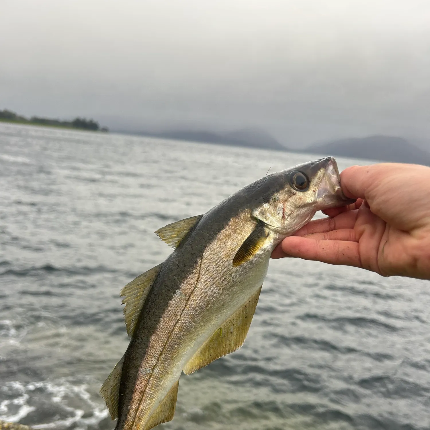 Pollack caught on Fishbrain