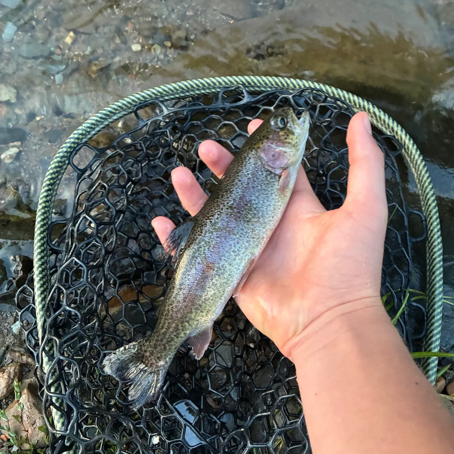 Rainbow trout caught on Fishbrain