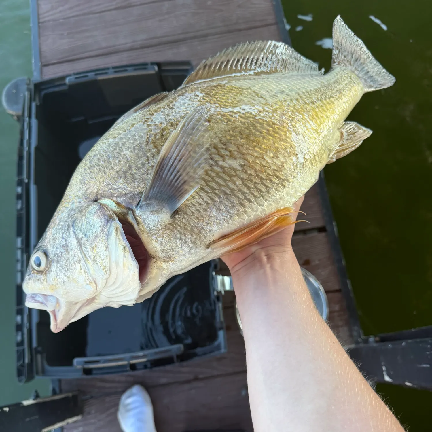 Freshwater drum caught on Fishbrain