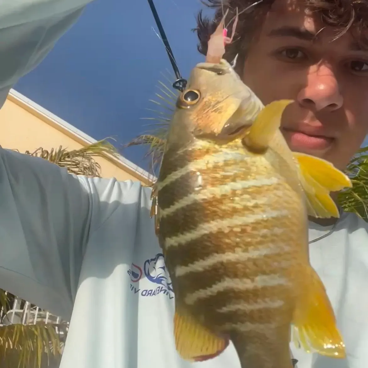 The most recent Smallmouth grunt catches on Fishbrain
