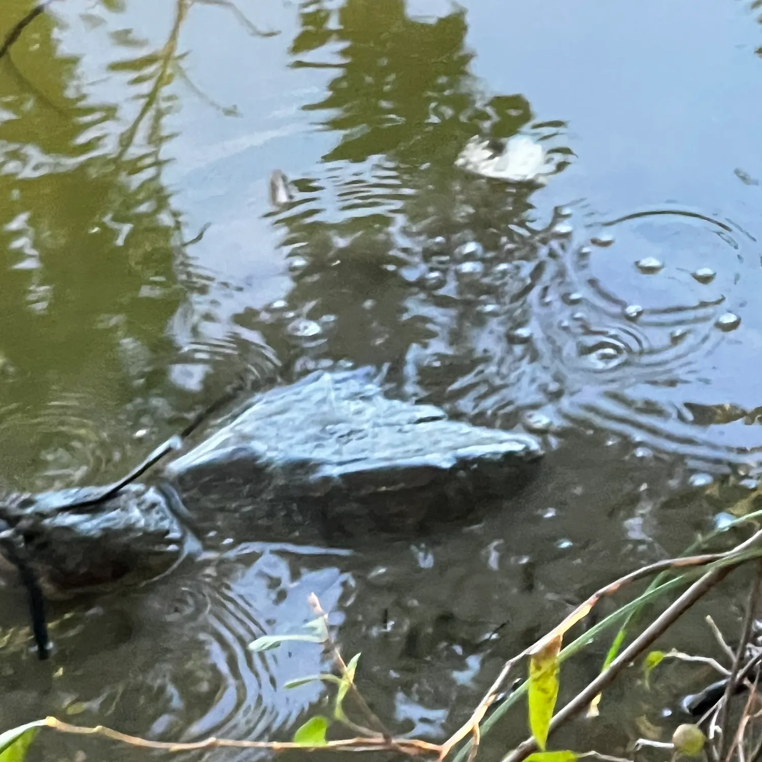 The most recent Florida softshell turtle catches on Fishbrain
