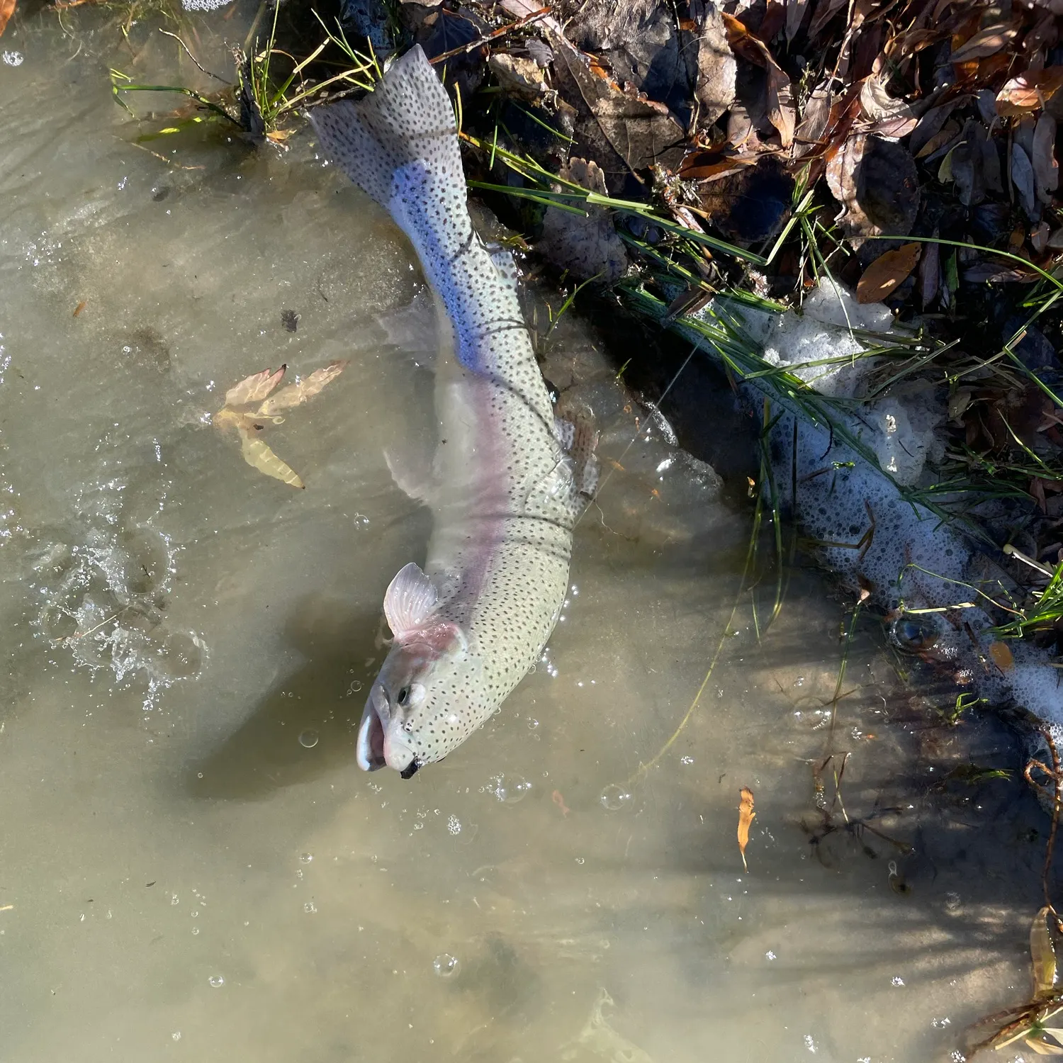 Rainbow trout caught on Fishbrain