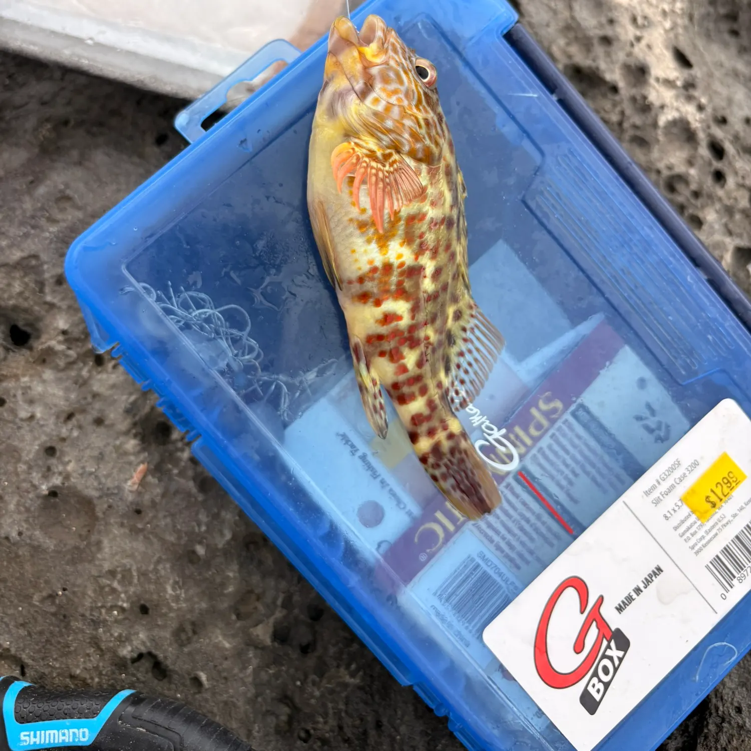 recently logged catches