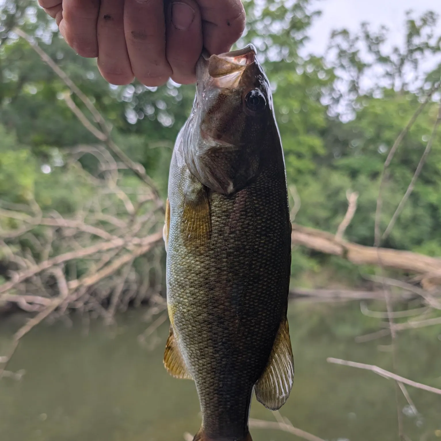 Smallmouth bass caught on Fishbrain