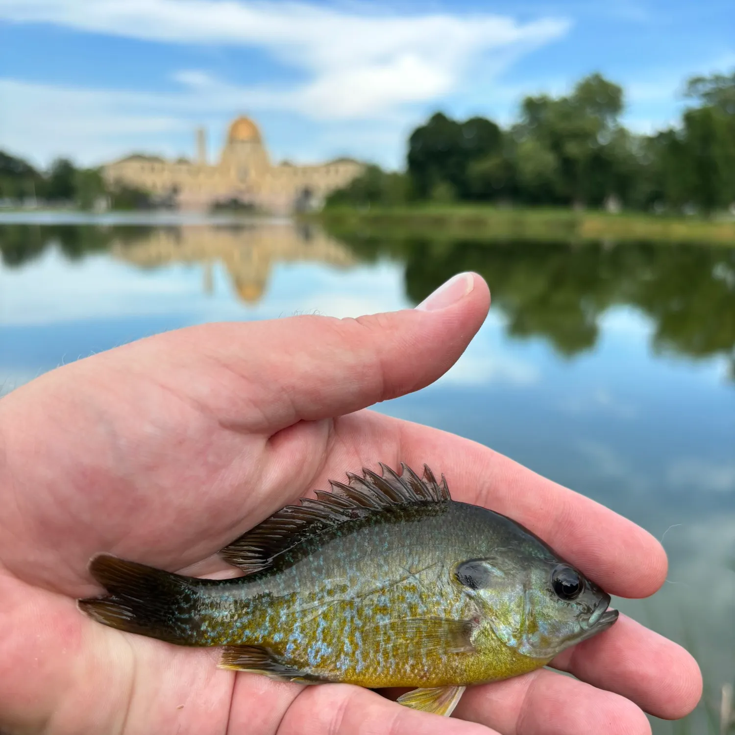 The most recent Greengill hybrid catches on Fishbrain