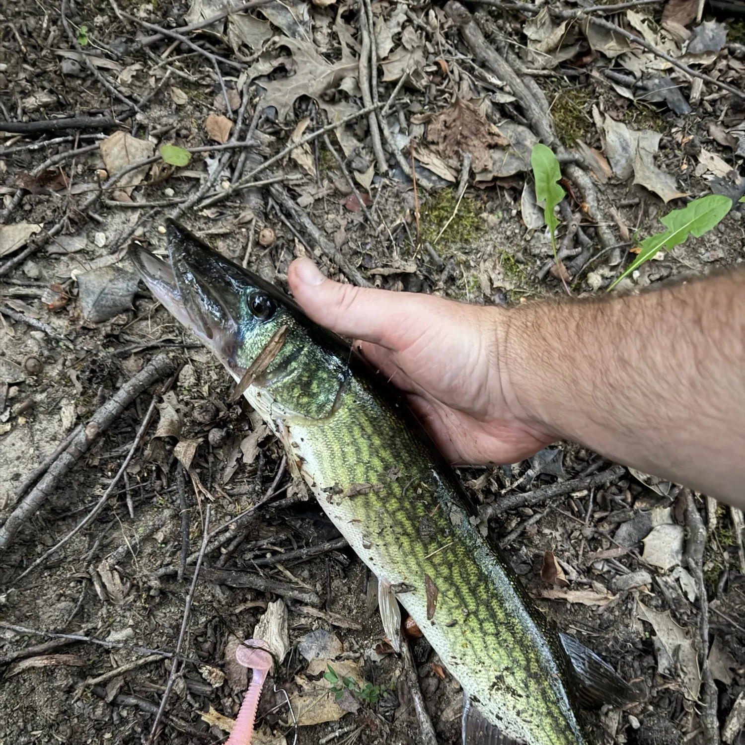 Chain pickerel caught on Fishbrain