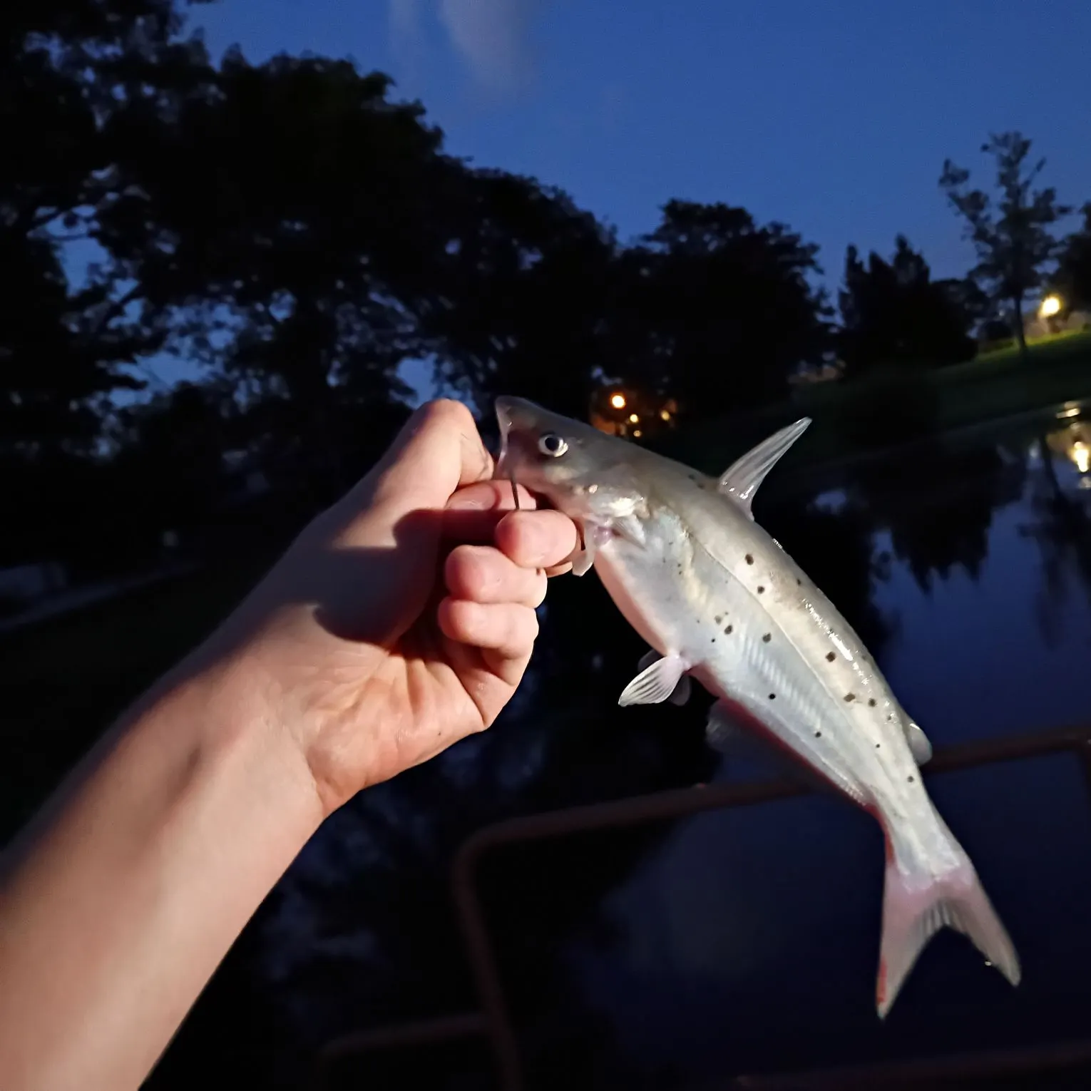 Channel catfish caught on Fishbrain
