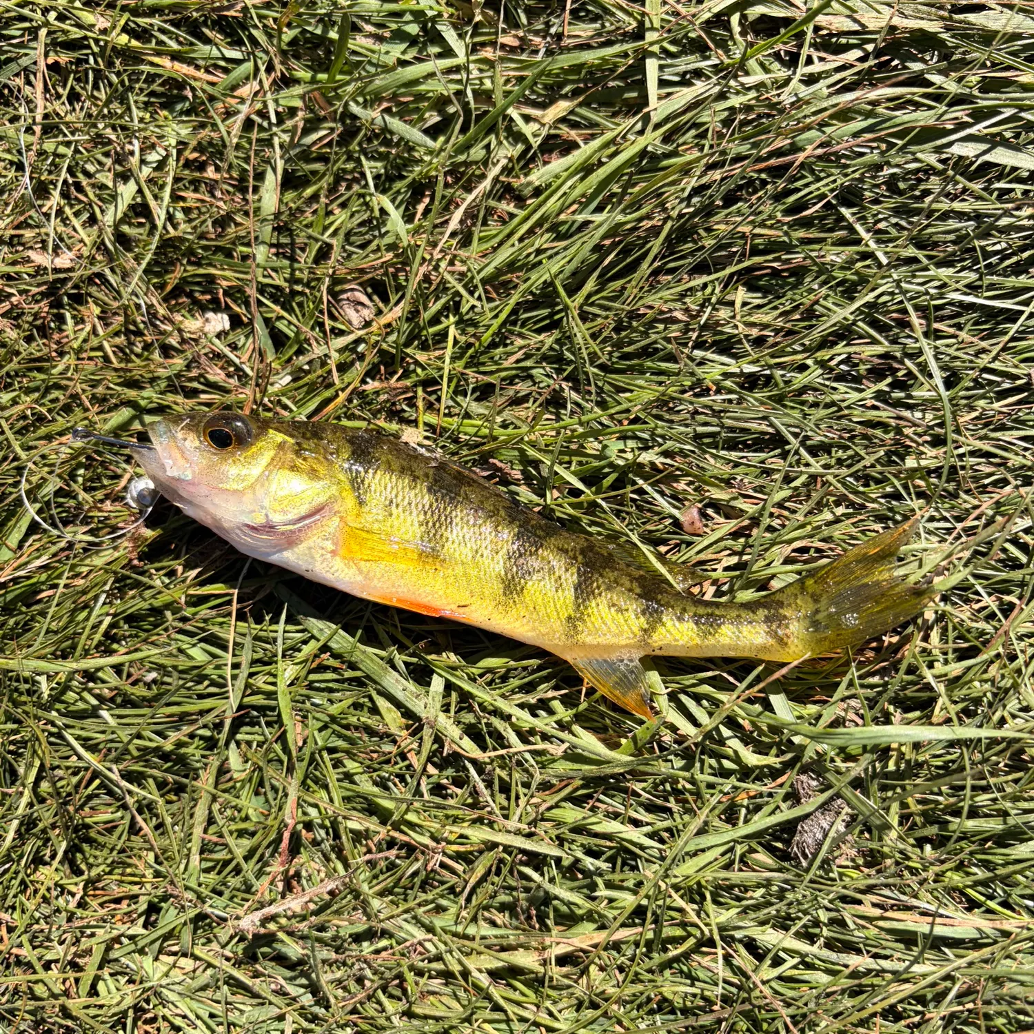 Yellow perch caught on Fishbrain