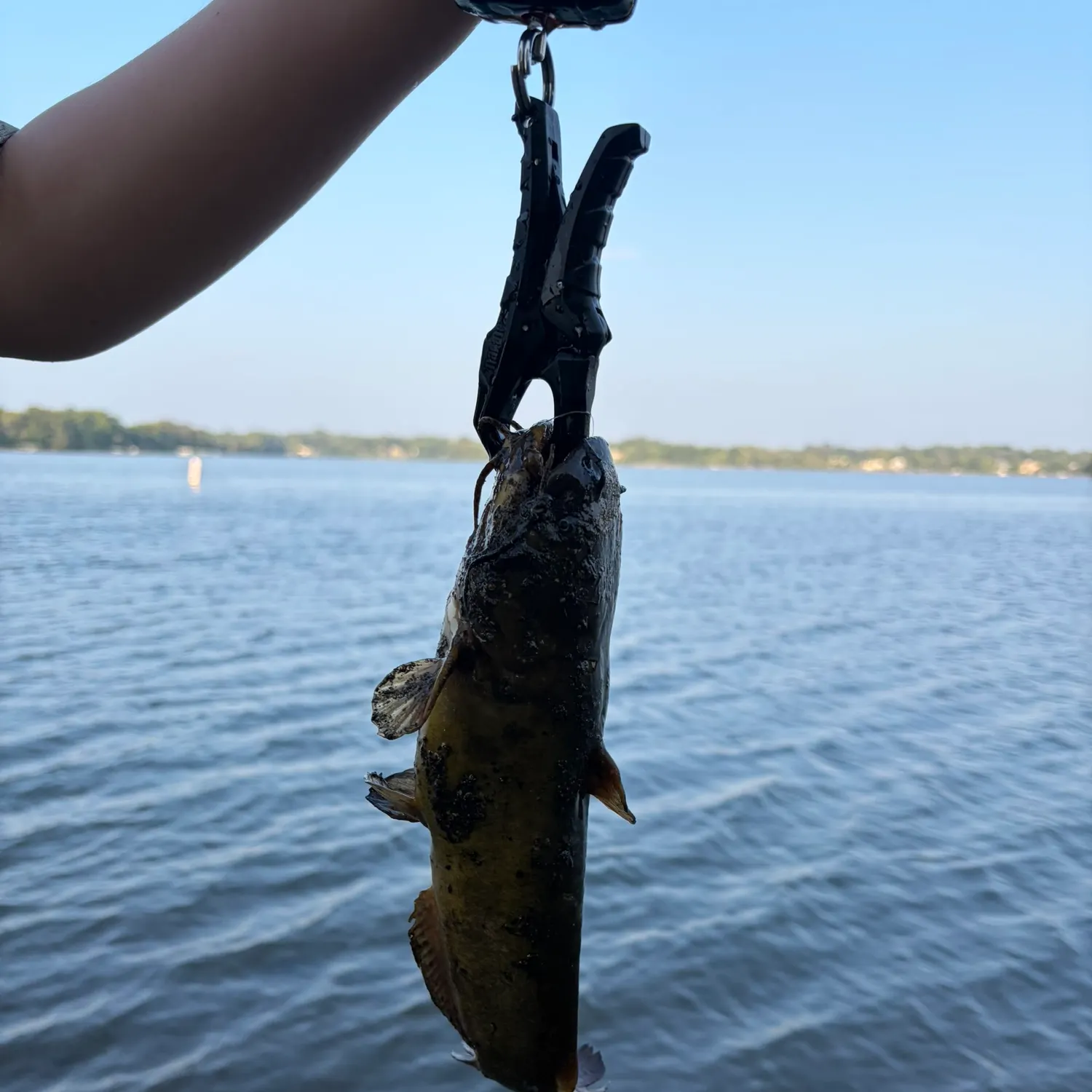 Black bullhead caught on Fishbrain
