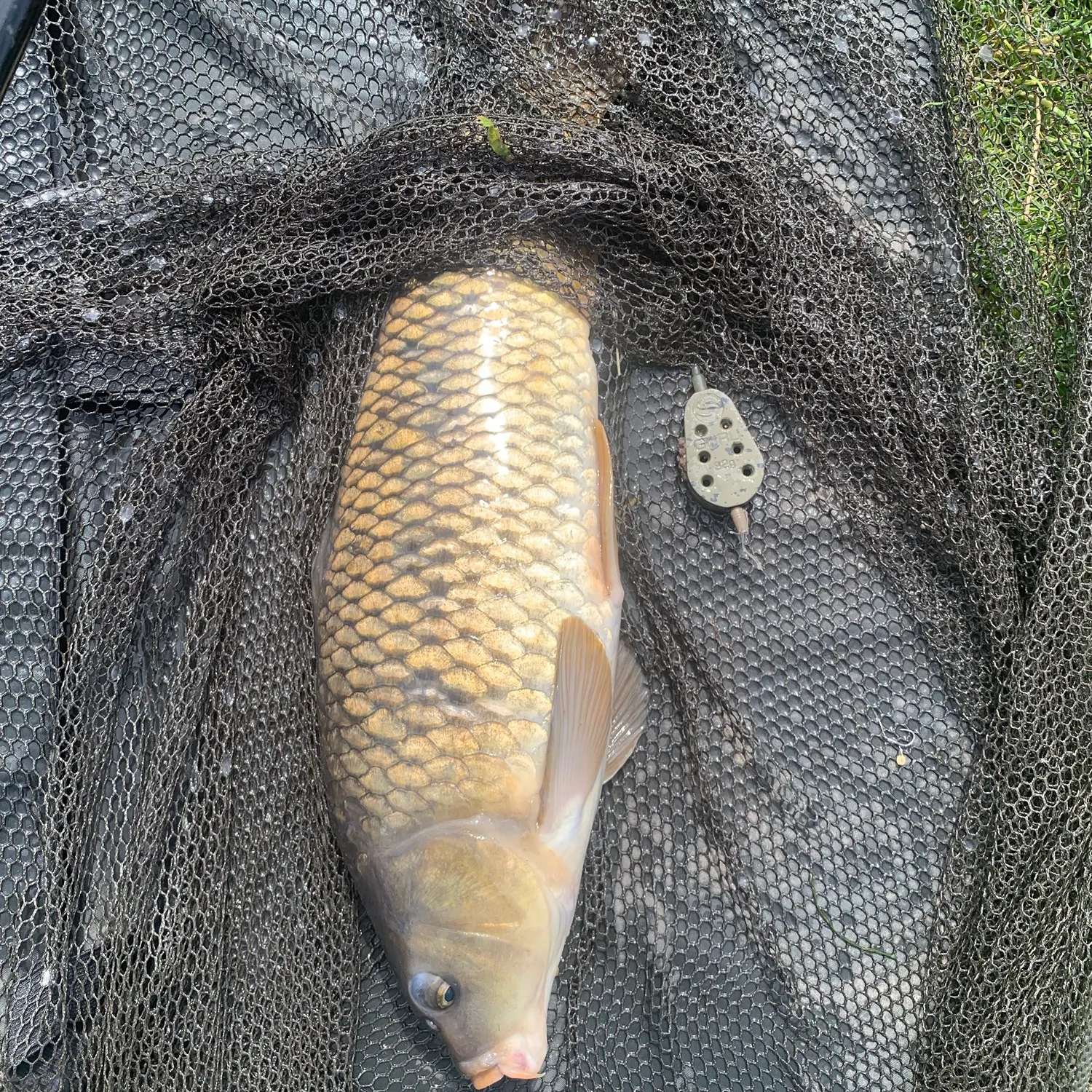 Common carp caught on Fishbrain