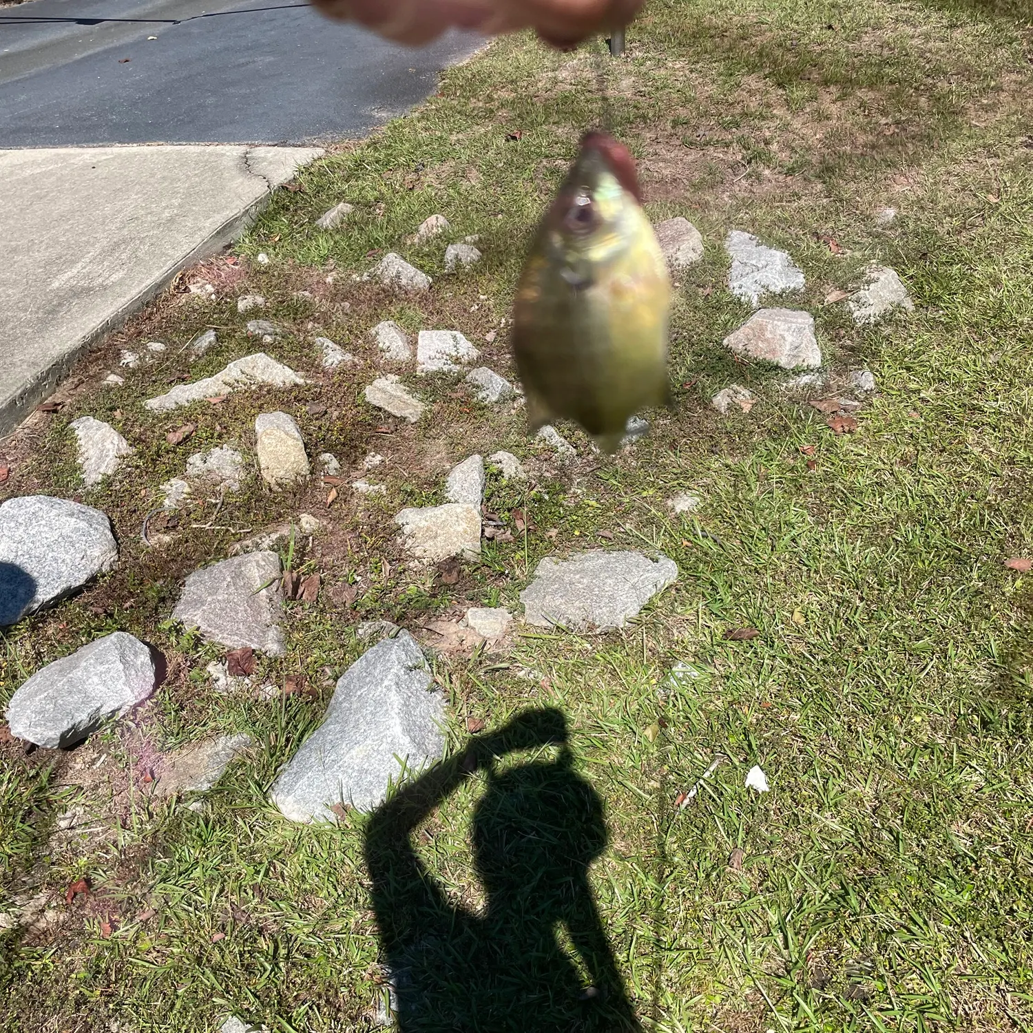 Bluegill caught on Fishbrain