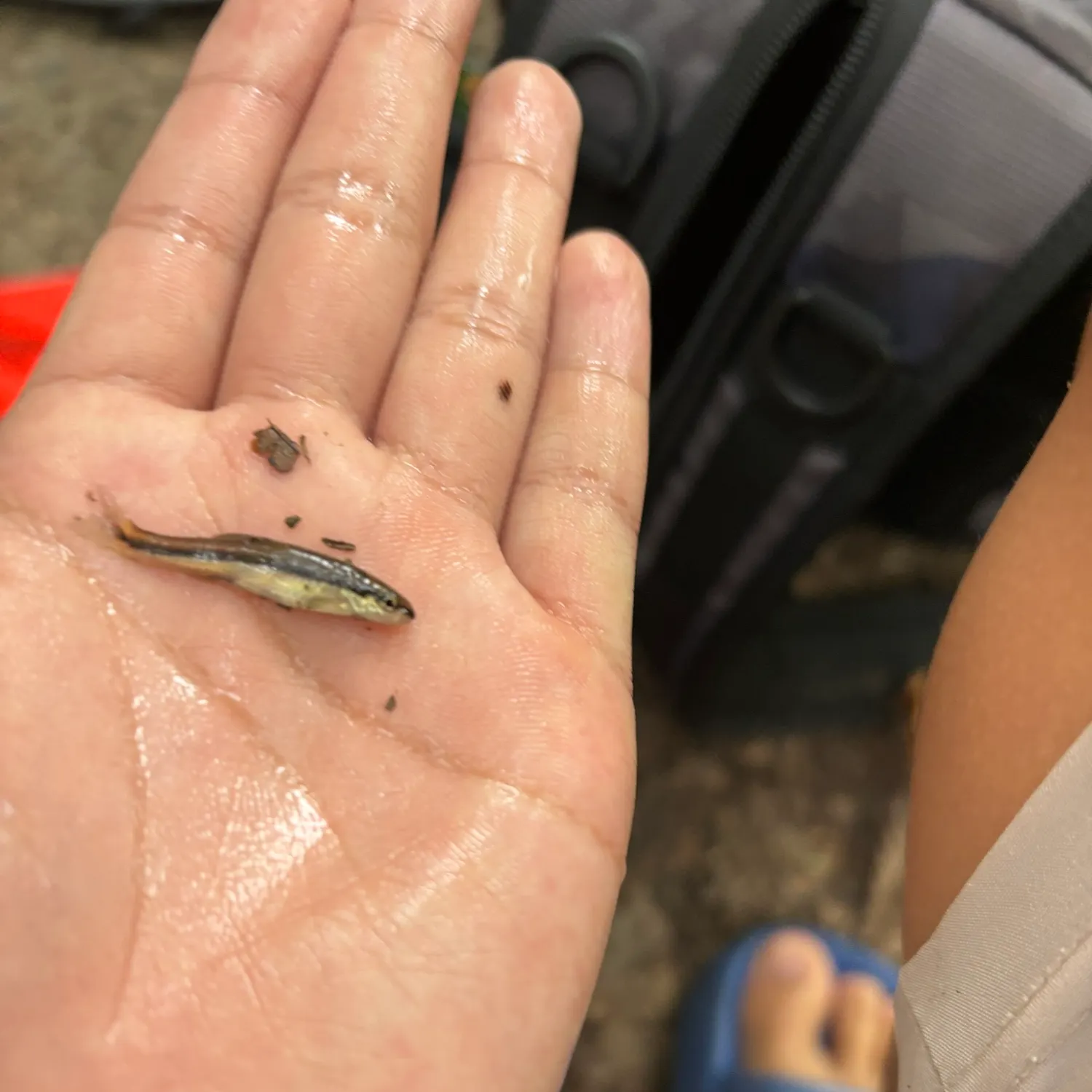 The most recent Eastern blacknose dace catches on Fishbrain