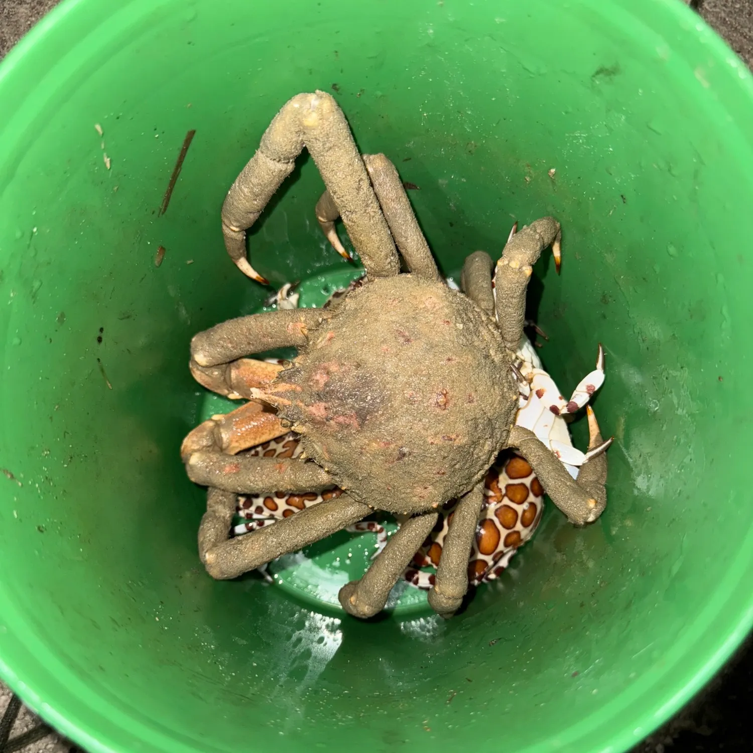 The most recent Opilio snow crab catches on Fishbrain