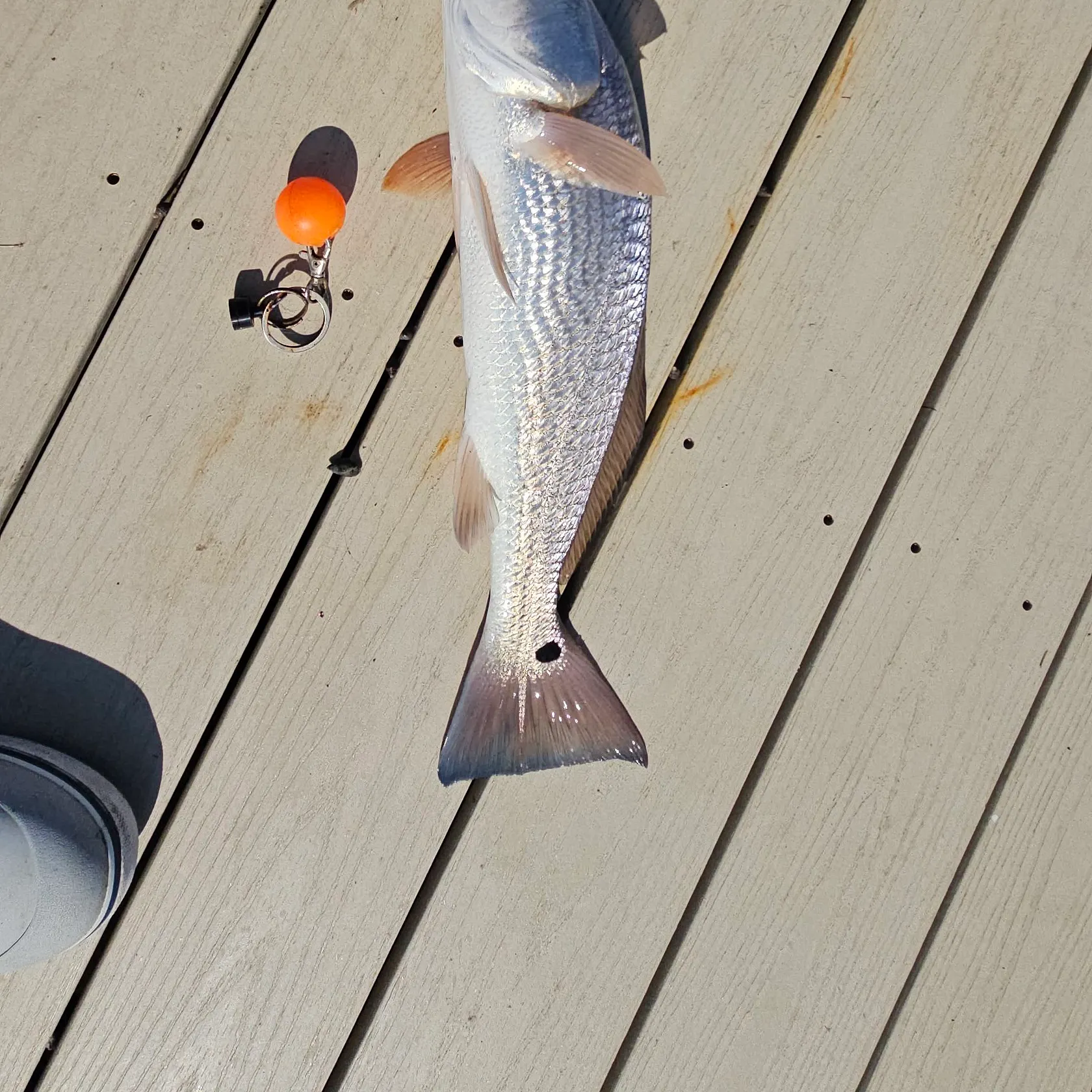 Red drum caught on Fishbrain