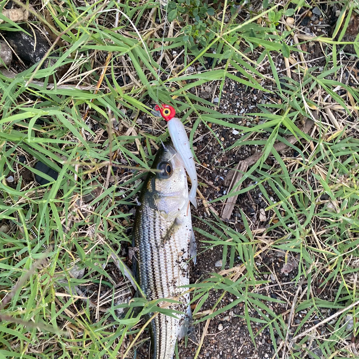 Striped bass caught on Fishbrain