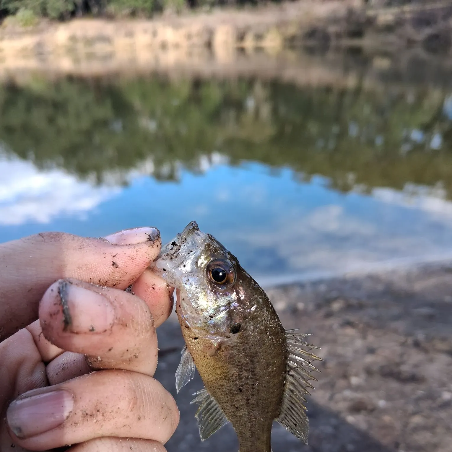 The most recent Warmouth catches on Fishbrain