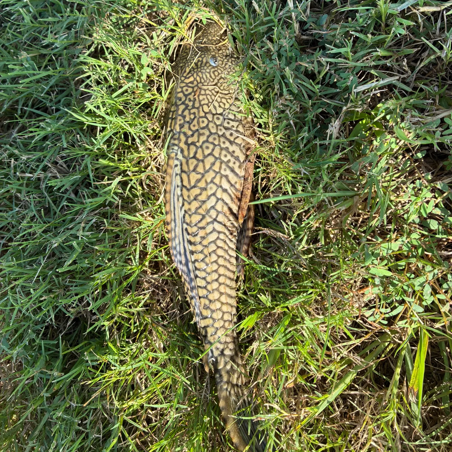 The most recent Suckermouth catfish catches on Fishbrain